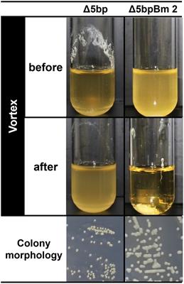 Non-deacetylated poly-N-acetylglucosamine-hyperproducing Staphylococcus aureus undergoes immediate autoaggregation upon vortexing